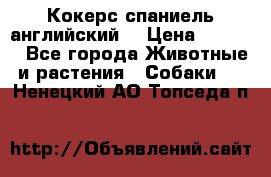 Кокерс спаниель английский  › Цена ­ 4 500 - Все города Животные и растения » Собаки   . Ненецкий АО,Топседа п.